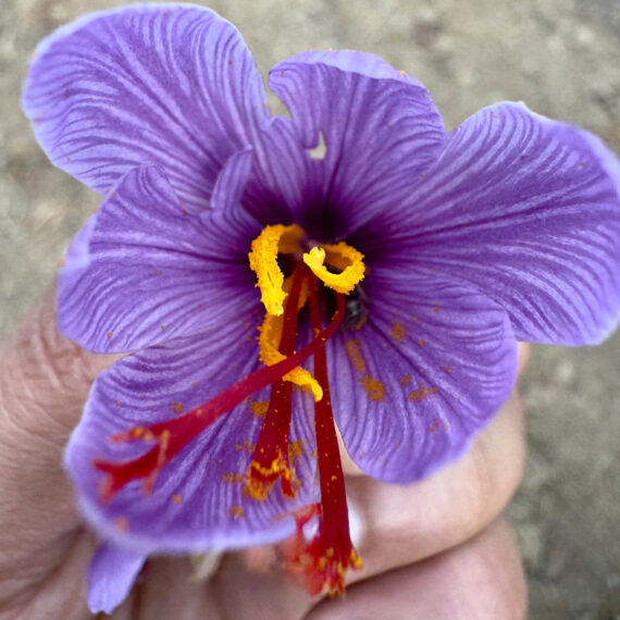 Kashmiri Mongra Saffron